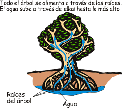 Raices Raices Raices Raices